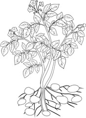 coloring with potato plant