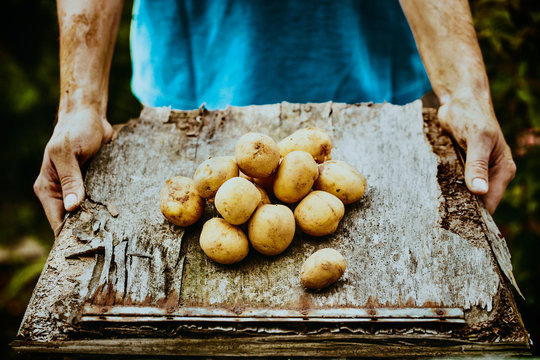 Fototapete -  - Farmer with potatoes
