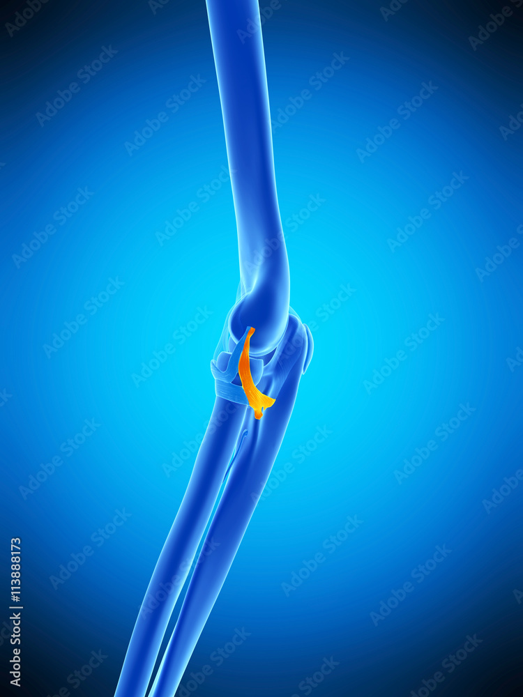 Pip Rcl medically accurate illustration of the posterior radiocollateral ...