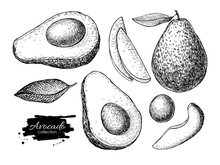 Vector Hand Drawn Detailed Avocado Set. Sketch Illustrations
