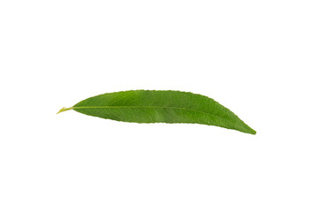 Wall Mural - Weeping willow leaf (Sálix babylónica) isolated on a white background.