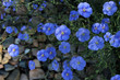 Blue flowers Linum perenne