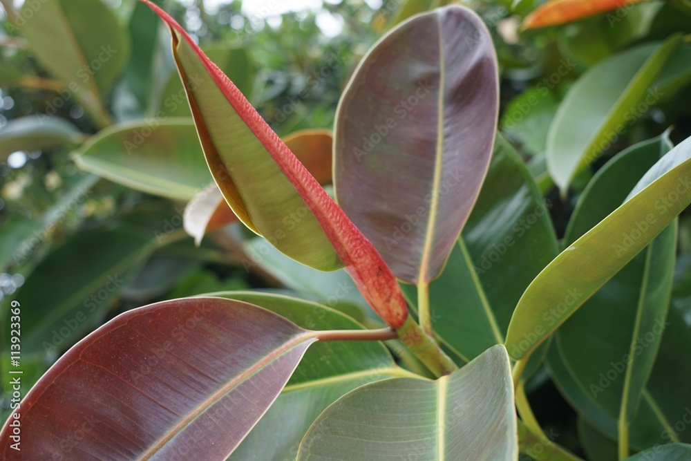 Stock-Foto Gummibaum (Ficus Elastica) in freier Natur | Adobe Stock