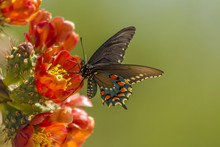 USA, Arizona, Sonoran Desert. Pipevine Swallowtail Butterfly On Blossom.