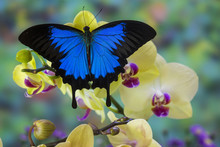 Mountain Blue Swallowtail Of Australia, Papilio Ulysses