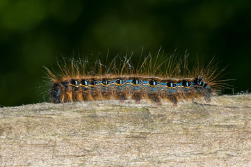 Poster - Tent Caterpillar