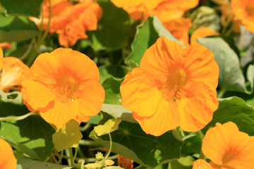 Sticker - Edible flower Nasturtium yellow