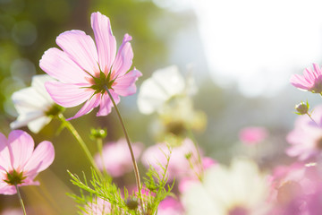 Wall Mural - Cosmos flowers in nature park