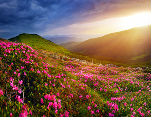 Wall Mural - Rhododendron flowers in summer mountains