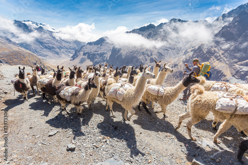 Cuadros en Lienzo Las llamas manada de transporte de carga pesada, montañas Bolivia