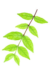 Poster - leaves with dew isolated on white