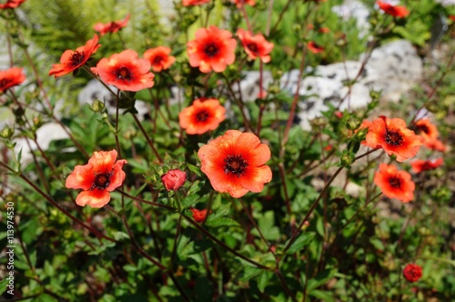Foto Rote und orangefarbene Fingerkraut (potentilla nepalensis)