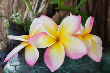Wall Mural - Fresh beautiful sweet pink and yellow flower plumeria or frangipani in classic vase decorated in home garden in fresh mood, flowers on green plant and timber or log wood background