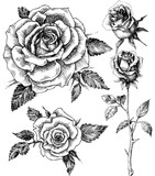 Flowers set. Hand drawn rose vector, etch style