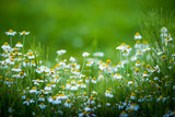 Fototapeta Kwiaty - Amazing chamomile field. Summer flowers .