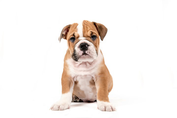 Cute puppy of English Bulldog