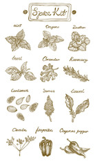 Spice Kit. Hand drawn vector illustration. Graphics style. Contains: mint, oregano, basil, coriander, rosemary, cardamon, sumac, laurel, cumin, paprika and cayenne paper.