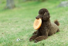 Laying Poodle In The Summer  Field With Bright Green Background. Brown Standard Poodle Relaxing On The Grass With Smart Look In Its Eyes.