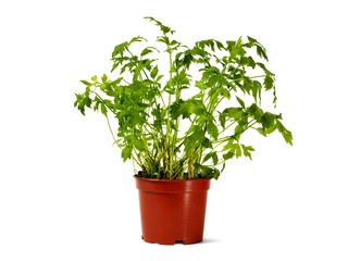 Wall Mural - flower pot with lovage