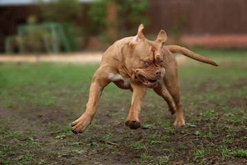 Dogue de Bordeaux dog runs on the grass