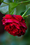 Fototapeta Storczyk - Róża w kroplach deszczu 2