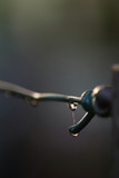 Fototapeta Storczyk - Samotna kropla wody