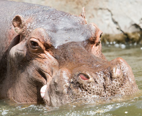 Poster - Portrait of a hippopotamus in the zoo