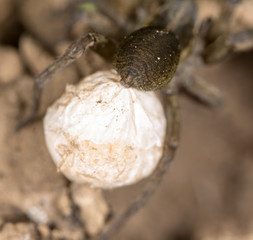 Wall Mural - scary spider in nature. macro