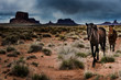 © Krzysztof Wiktor - Wild Horses Monument Valley