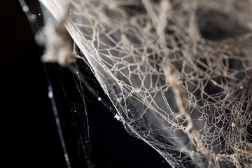 Wall Mural - abstract background . web in nature