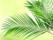 Green Leaves Of Palm Tree On Color Background