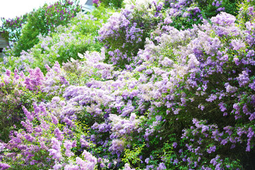 Wall Mural - Beautiful lilac in botanical garden