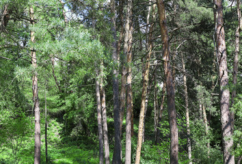 Poster - Pine trees in botanical garden