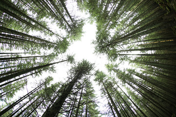 Canvas Print - Tops of high trees in mountain forest