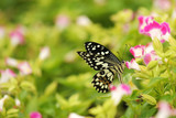 Fototapeta Krajobraz - Butterfly in the nature tropical garden