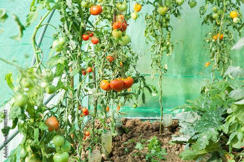 Fotomural culture de tomates bio dans une serre