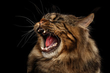 Close-up Portrait Of Angry Maine Coon Cat Hiss Isolated On Black Background, Profile View