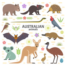 Vector Illustration Of Australian Animals: Moose, Flying Fox, Kangaroo, Koala, Tasmanian Devil, Echidna, Wombat, Emu, Cockatoo, Platypus, Isolated On Transparent Background.

