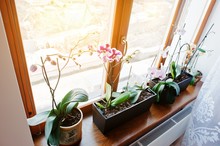 Orchid Flowers In Pots On The Window Apartment