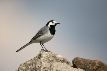 white wagtail, motacilla alba