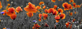Fototapeta Kwiaty - Panorama z nmaków polnych i kwiatów polnych