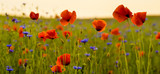 Fototapeta Maki - Panorama z nmaków polnych i kwiatów polnych