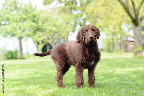 Hungarian Hound Wirehaired Vizsla Rough Haired Buy This Stock