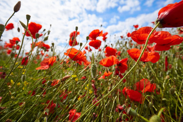 Fotomurales - Meadow with beautiful bright red poppy flowers in spring