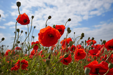 Fotomurales - Meadow with beautiful bright red poppy flowers in spring