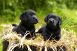 two beautiful purebred black puppy dog Labrador
