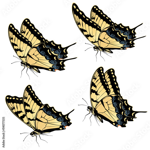 Fotomural Tiger Swallowtail Butterfly