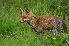 Red Fox (Vulpes Vulpes)/Red Fox In Deep Green Grass And Bluebells