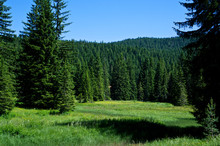 Summer Landscape With Firs Trees And Meadow