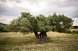 © poplasen - Old olive tree and cloudy sky is back